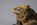 sculpture d'iguane, iguane, iguana, iguane terrestre des Galapagos, iguana, iguane en bronze, bronze animalier, sculpture animaliere, Olivia Tregaut sculpture