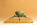 Scarabée dorée, cétoine dorée, insecte, sculpture de scarabée, scarabée en bronze, sculpture en bronze, bronze, Olivia Tregaut Sculpture