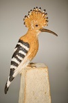 art, art animalier, oeuvre, artiste, artiste animalier, modelage, sculpture en céramique, sculpture en grès, céramique, sculpture d’animaux, sculpture animalière, sculpture de huppe, huppe Fasciée, wildlife art, wildlife artiste, olivia tregaut sculpture